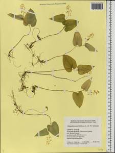 Майник двулистный (L.) F.W.Schmidt, Восточная Европа, Центральный район (E4) (Россия)
