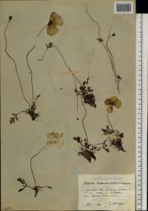 Oreomecon lapponica subsp. lapponica, Сибирь, Якутия (S5) (Россия)