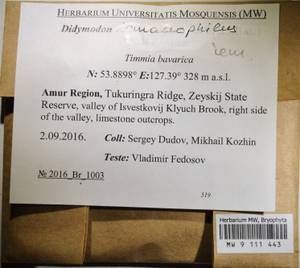 MW 9 111 443, Didymodon icmadophilus (Schimp. ex Müll. Hal.) K. Saito, Гербарий мохообразных, Мхи - Дальний Восток (без Чукотки и Камчатки) (B20) (Россия)
