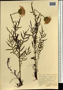 Klasea centauroides subsp. centauroides, Монголия (MONG) (Монголия)