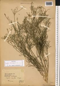 Жабрица извилистая L., Восточная Европа, Нижневолжский район (E9) (Россия)