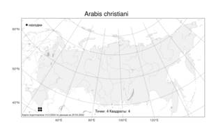 Arabis christiani, Резуха Христиана N.Busch, Атлас флоры России (FLORUS) (Россия)