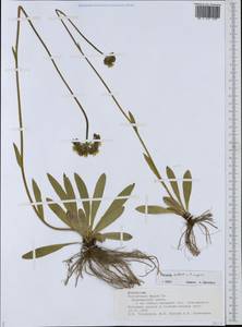 Ястребиночка скученная (Froel.) Fr., Восточная Европа, Средневолжский район (E8) (Россия)