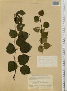 Береза пушистая Ehrh., Сибирь, Западная Сибирь (S1) (Россия)