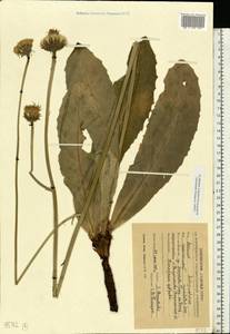 Trommsdorffia maculata (L.) Bernh., Восточная Европа, Центральный лесостепной район (E6) (Россия)