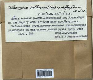 Chiloscyphus pallescens (Ehrh. ex Hoffm.) Dumort., Гербарий мохообразных, Мхи - Якутия (B19) (Россия)