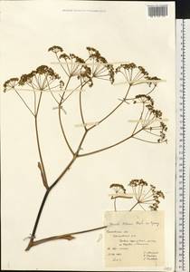 Ферула татарская Fisch. ex Spreng., Восточная Европа, Средневолжский район (E8) (Россия)