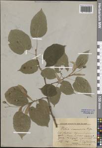 Липа Круаза Chun & H. D. Wong, Кавказ, Краснодарский край и Адыгея (K1a) (Россия)