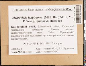 Myuroclada longiramea (Müll. Hal.) Min Li, Y.F. Wang, Ignatov & Huttunen, Гербарий мохообразных, Мхи - Чукотка и Камчатка (B21) (Россия)