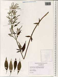 Cannabaceae, Зарубежная Азия (ASIA) (Вьетнам)
