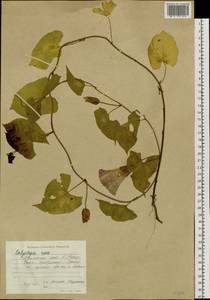 Calystegia sepium subsp. americana (Sims) Brummitt, Сибирь, Дальний Восток (S6) (Россия)