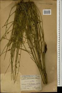 Хондрилла ситниковидная L., Кавказ, Азербайджан (K6) (Азербайджан)