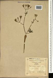 Chaerophyllum nodosum (L.) Crantz, Кавказ, Грузия (K4) (Грузия)