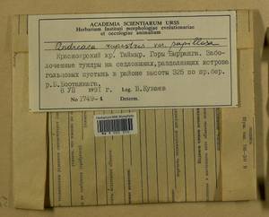 Andreaea rupestris var. papillosa (Lindb.) Podp., Гербарий мохообразных, Мхи - Красноярский край, Тыва и Хакасия (B17) (Россия)