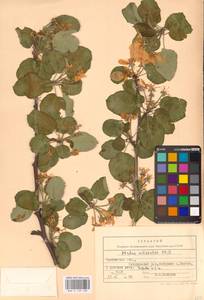 Яблоня лесная Mill., Восточная Европа, Центральный лесостепной район (E6) (Россия)