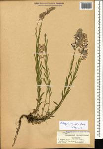 Истод большой Jacq., Кавказ, Ставропольский край, Карачаево-Черкесия, Кабардино-Балкария (K1b) (Россия)