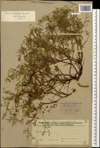 Дымянка Шлейхера Soy.-Will., Кавказ, Азербайджан (K6) (Азербайджан)