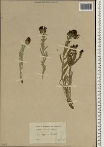 Мольткия голубая (Willd) Lehm., Зарубежная Азия (ASIA) (Неизвестно)