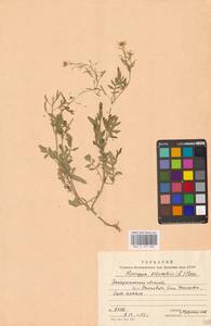 Жерушник лесной (L.) Besser, Восточная Европа, Западно-Украинский район (E13) (Украина)