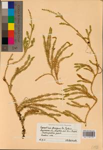 Spinulum annotinum subsp. dubium (Zoëga) J.H.Xue, Chepinoga & K.P.Ma, Восточная Европа, Северный район (E1) (Россия)