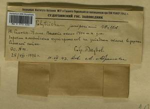 Polytrichum juniperinum Hedw., Гербарий мохообразных, Мхи - Дальний Восток (без Чукотки и Камчатки) (B20) (Россия)