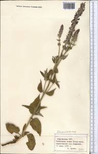Lamiaceae, Средняя Азия и Казахстан, Северный и Центральный Тянь-Шань (M4) (Киргизия)