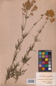 Василисник светлый, Василисник блестящий L., Восточная Европа, Центральный лесостепной район (E6) (Россия)