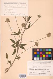 Bituminaria bituminosa subsp. pontica (A.P.Khokhr.) V.V.Fateryga & Fateryga, Кавказ, Абхазия (K4a) (Абхазия)
