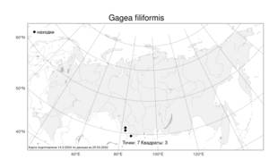 Gagea filiformis, Гусиный лук нитевидный (Ledeb.) Kar. & Kir., Атлас флоры России (FLORUS) (Россия)
