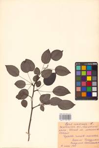 Груша обыкновенная, Груша садовая L., Восточная Европа, Центральный лесостепной район (E6) (Россия)