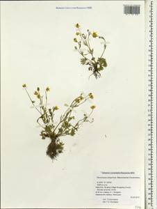Ranunculus brotherusii var. tanguticus (Maxim.) M. Tamura, Зарубежная Азия (ASIA) (КНР)
