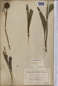 Echinacea purpurea (L.) Moench, Америка (AMER) (США)