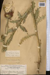 Чертополох поникший L., Средняя Азия и Казахстан, Джунгарский Алатау и Тарбагатай (M5) (Казахстан)