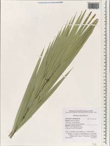 Финиковая пальма дланевидная, Финик пальчатый L., Зарубежная Азия (ASIA) (Израиль)