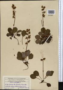 Грушанка круглолистная L., Средняя Азия и Казахстан, Джунгарский Алатау и Тарбагатай (M5) (Казахстан)