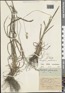 Ежа сборная L., Кавказ, Северная Осетия, Ингушетия и Чечня (K1c) (Россия)