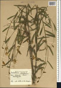 Crotalaria juncea L., Африка (AFR) (Мали)