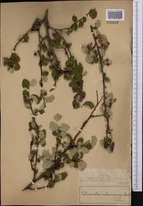 Кизильник черноплодный G.Lodd., Средняя Азия и Казахстан, Муюнкумы, Прибалхашье и Бетпак-Дала (M9) (Казахстан)