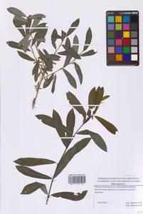 Ива пурпурная, Ива пурпуровая L., Восточная Европа, Московская область и Москва (E4a) (Россия)