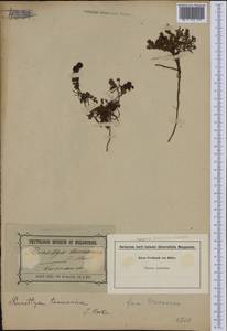 Gaultheria tasmanica (Hook. fil.) D. J. Middleton, Австралия и Океания (AUSTR) (Австралия)