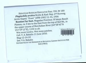 Plagiochila arctica Bryhn & Kaal., Гербарий мохообразных, Мхи - Чукотка и Камчатка (B21) (Россия)