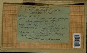 Brachythecium mildeanum (Schimp.) Schimp. ex Milde, Гербарий мохообразных, Мхи - Центральное Нечерноземье (B6) (Россия)