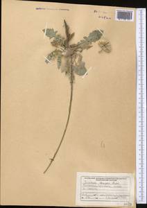 Наголоватка Rupr., Средняя Азия и Казахстан, Северный и Центральный Тянь-Шань (M4) (Киргизия)