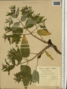 Зопник колючий (Willd.) Maire ex De Filipps, Восточная Европа, Средневолжский район (E8) (Россия)