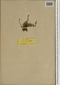 Чистец лавандолистный Vahl, Зарубежная Азия (ASIA) (Турция)