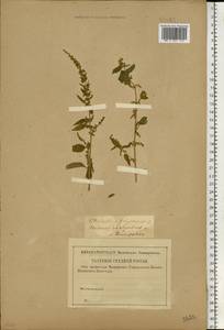 Lipandra polysperma (L.) S. Fuentes, Uotila & Borsch, Восточная Европа, Волжско-Камский район (E7) (Россия)