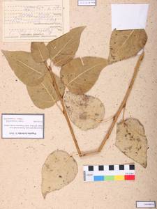 Populus × canescens (Aiton) Sm., Сибирь, Алтай и Саяны (S2) (Россия)