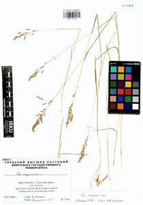 Poa pratensis subsp. turfosa (Litv.) Vorosch., Сибирь, Прибайкалье и Забайкалье (S4) (Россия)