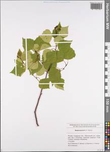 Betula pubescens subsp. pubescens, Восточная Европа, Средневолжский район (E8) (Россия)