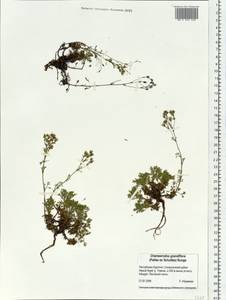 Хамеродос крупноцветковый (Pall. ex Schult.) Bunge, Сибирь, Прибайкалье и Забайкалье (S4) (Россия)